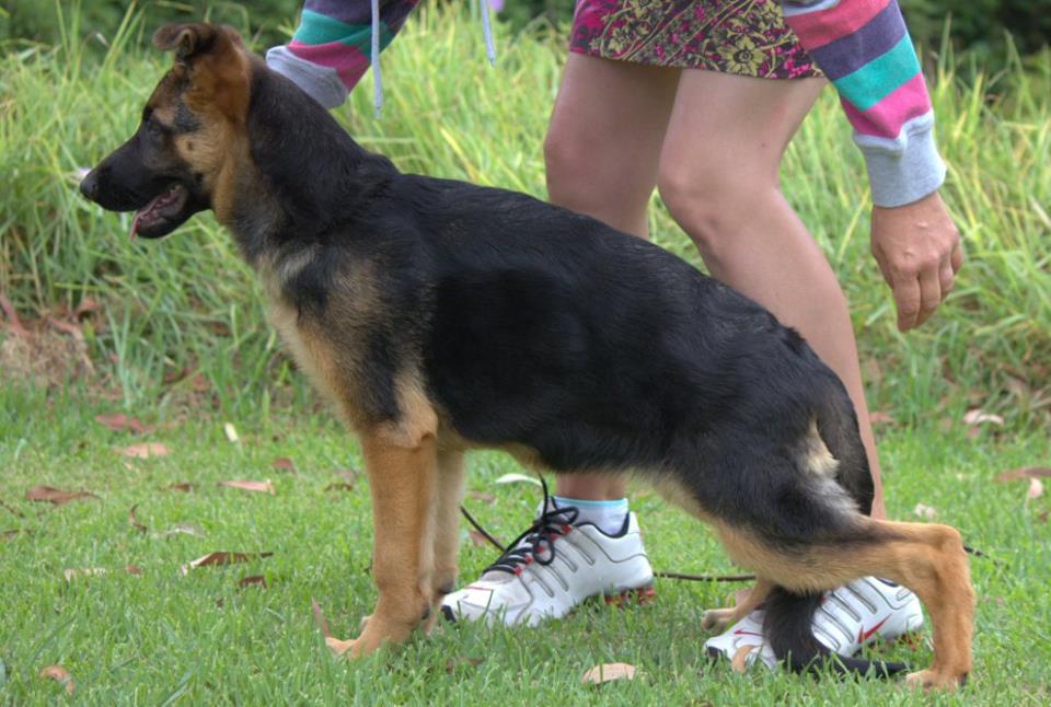 Freevale_Sunshine_N_Lollipops